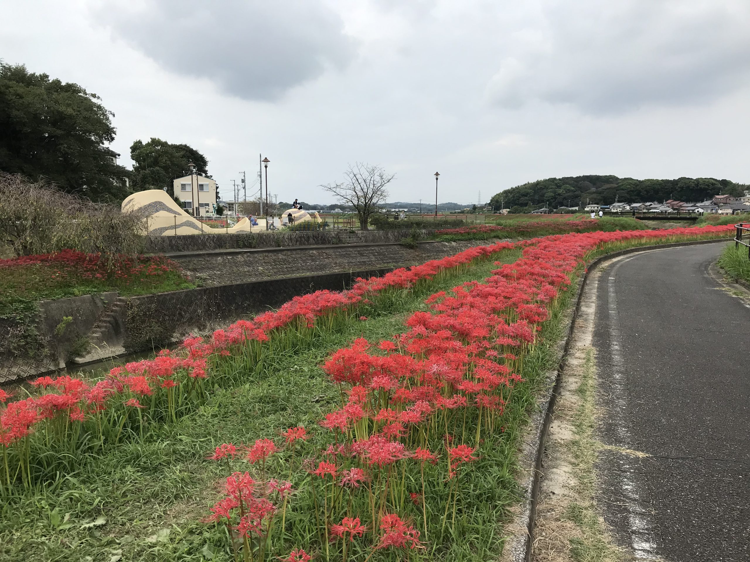 矢勝川に沿って咲き誇る彼岸花。